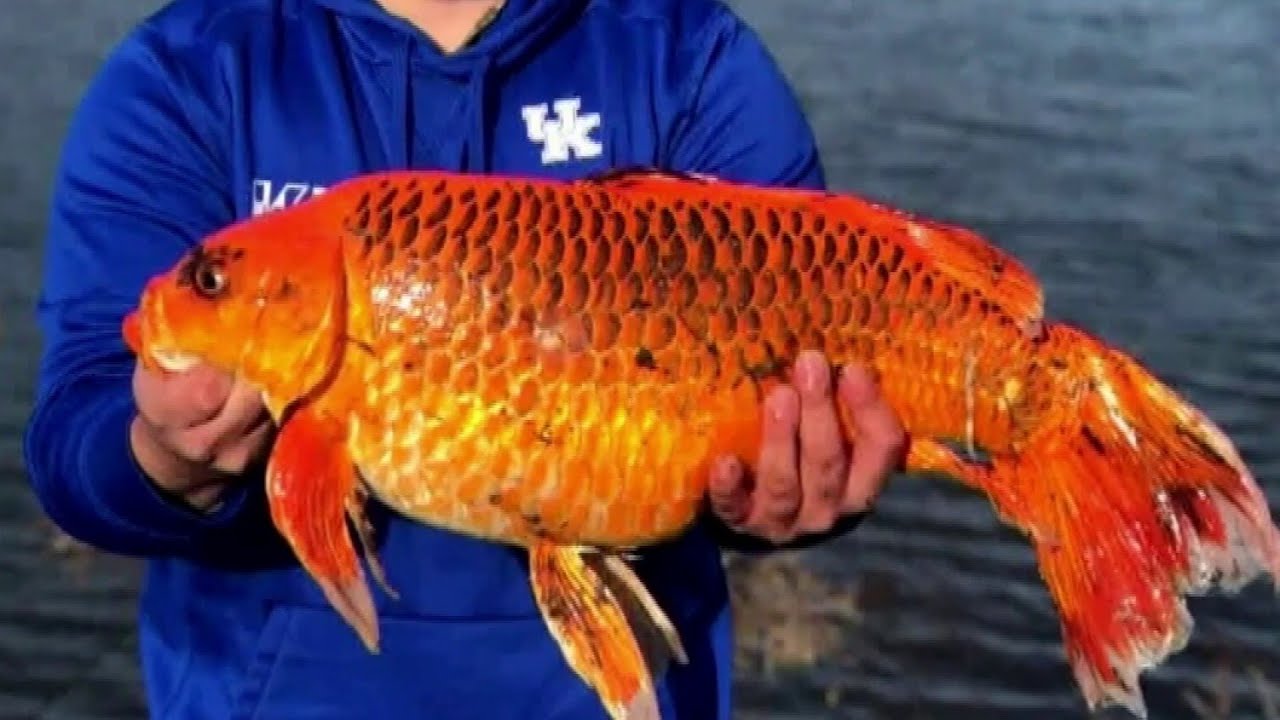 man-reels-in-20-pound-goldfish-youtube