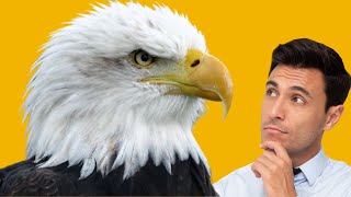 Match Highlights What does a dream about eagles mean?