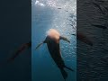 Streaming underwater, catching fish and exploring new grounds!