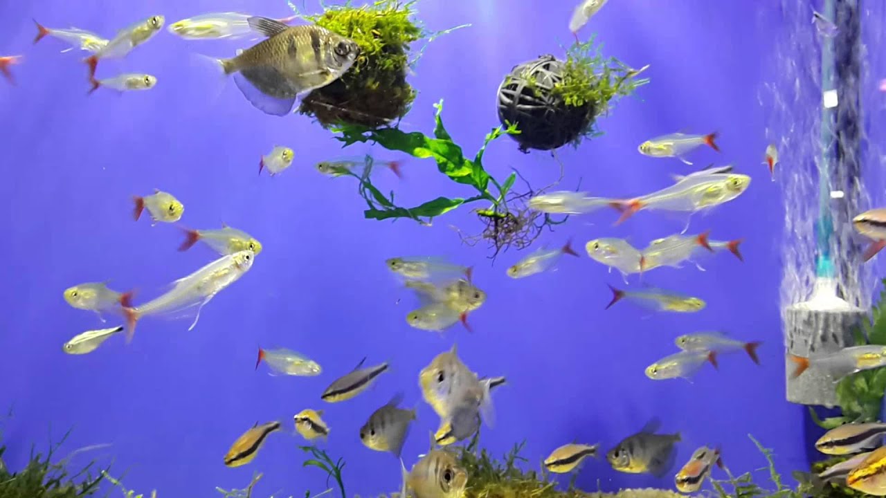 Стеклянная тетра (Prionobrama filigera)