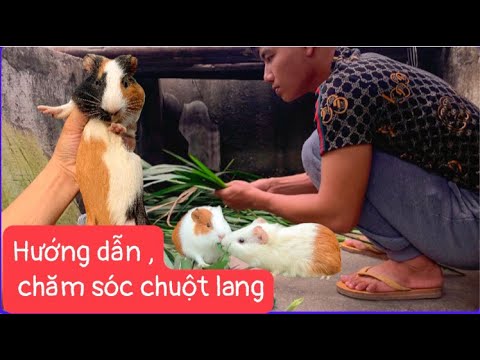 Video: Cách chăm sóc chuột lang dzungarik đúng cách