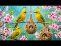 100% Reduce Stress, And Calm Your Mind Naturally 🍃💖Soothing Sound Of Rain And Birds Chirping 4K TV