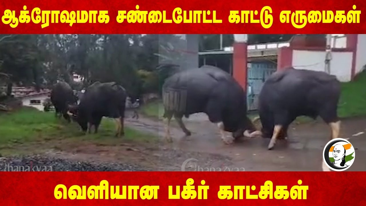 ஆக்ரோஷமாக சண்டைபோட்ட காட்டு எருமைகள் | Viral Video | Coonoor | Nilgiris