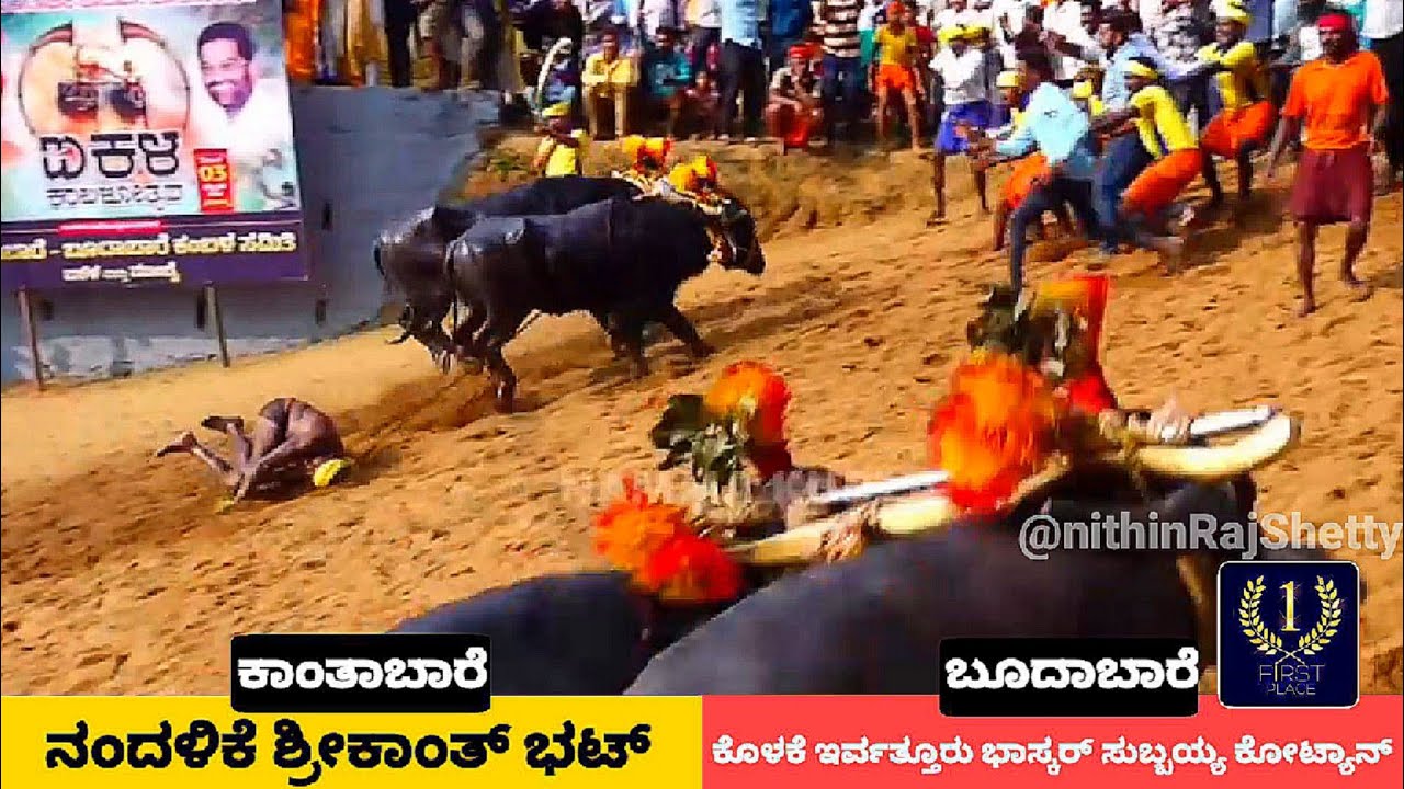 Aikala kambala 2024 final race and results | ಐಕಳ ಕಾಂತಾಬಾರೆ - ಬೂದಾಬಾರೆ ಜೋಡುಕರೆ ಕಂಬಳ 2024 ಫಲಿತಾಂಶ