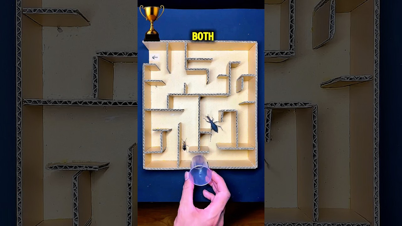 Which Bug Is Smarter? Watch This!