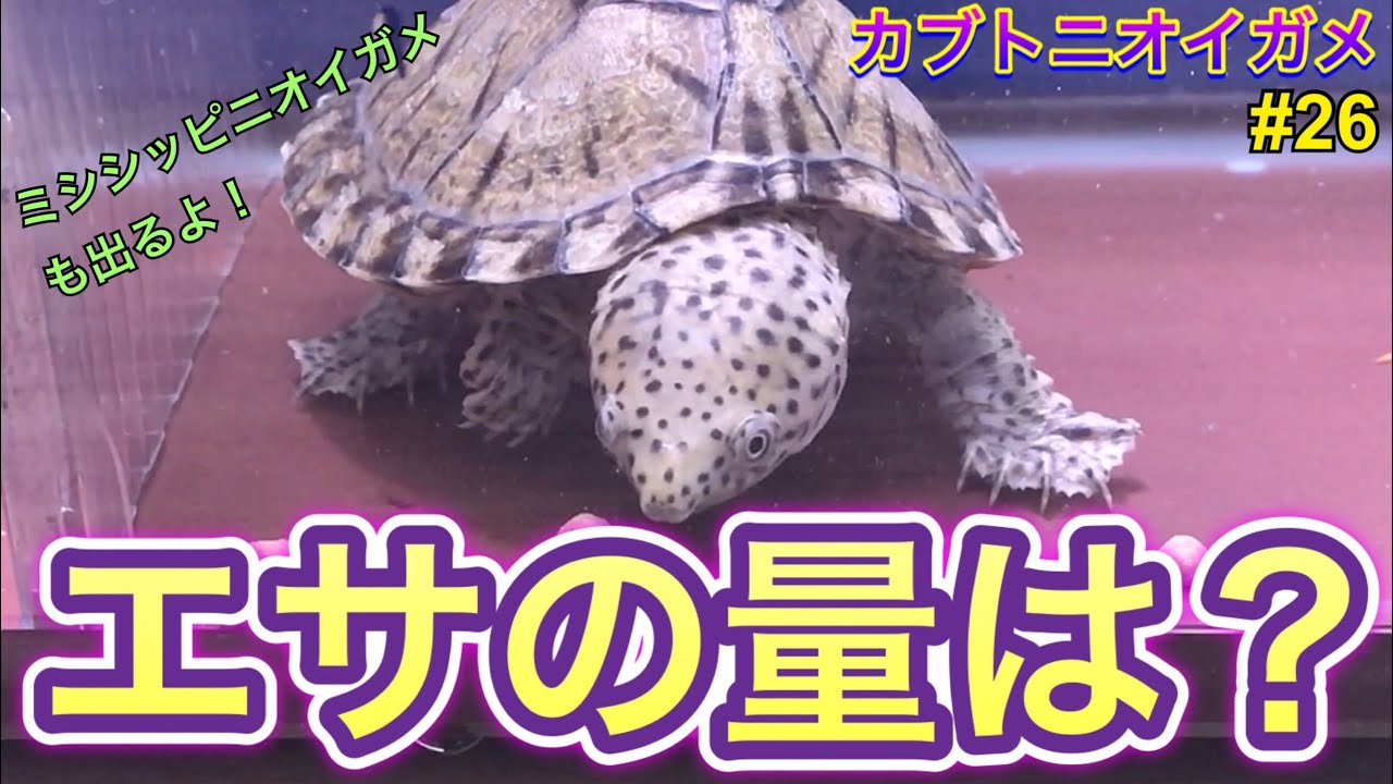 カブトニオイガメ 飼育26 エサの量は ミシシッピニオイガメも出るよ Youtube