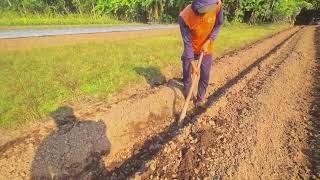 The Long Row Grind: Traditional Manual Tilling to Frame Soil Beds #farmersLife #shorts