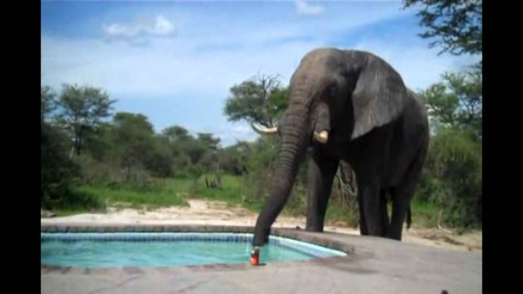 Hay un elefante en mi piscina - YouTube