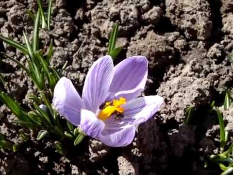 Video: Crocuses: Yuav Ua Li Cas Npaj Ib Lub Vaj Variegated