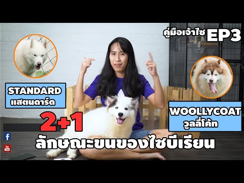 คู่มือเจ้าไซEP3 ประเภทของขนไซบีเรียนฮัสกี้