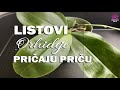 Kako prepoznati što nije uredu sa listovima orhideje Phalaenopsis