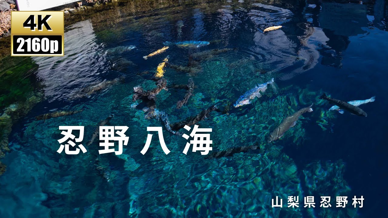 富士山の伏流水「忍野八海」　　superb view of japan.