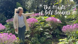 🌺The Magic of Self Seeders in the Garden!🌺 #garden #gardening
