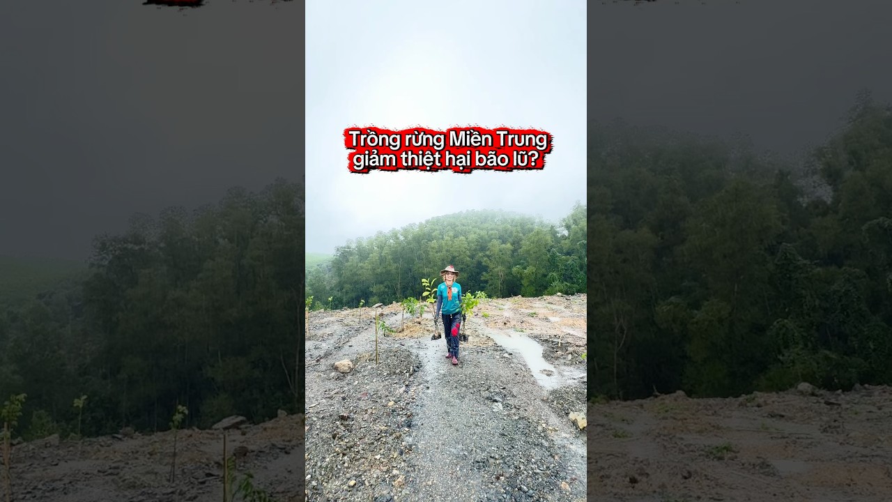 Trồng rừng giảm thiệt hại bão lũ? 