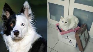 50 Rare Animals With Different Colored Eyes That Don't Look Real
