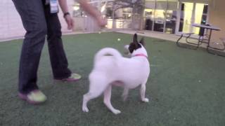 Adopt Hazel at the San Antonio Humane Society!