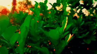 Cinematic Alam Setelah Hujan | Cinematic Alam 30 Detik | Nature Cinematic Video, Cinematic Pagi Hari