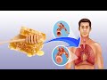 How Can HONEY Benefit Your Lungs ❓