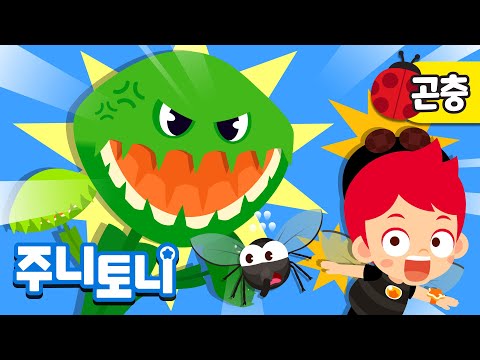 <strong>파리지옥</strong> vs 파리🪰 | 파리를 잡아먹는 식물과 잡히지 않으려는 얄미운 파리의 대결! | 꼬물꼬물 곤충 | 곤충동요 | 주니토니 | JunyTony