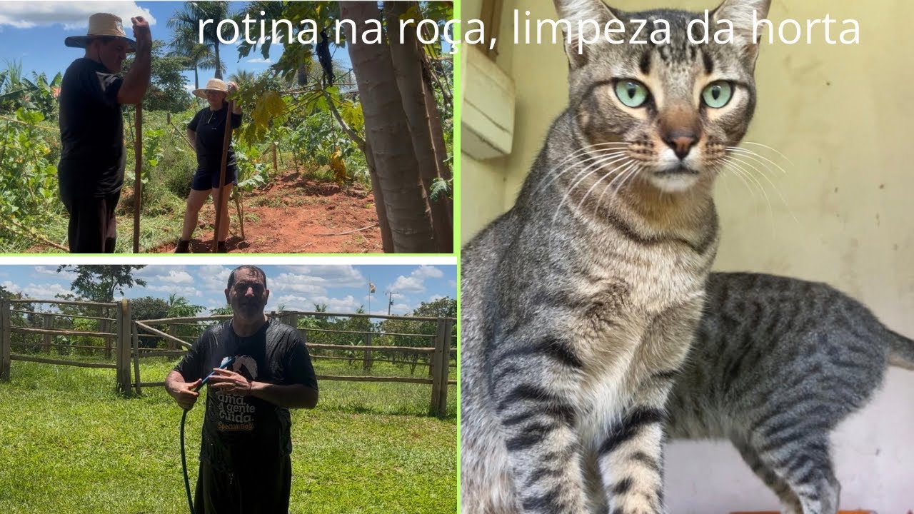 “Rotina na Roça: Limpando a Horta Debaixo do Sol Quente 🌞🌱”