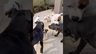 Staffy Puppy Playtime With Zoomies And The Happiest Bunch Of Puppies You Ever Did See