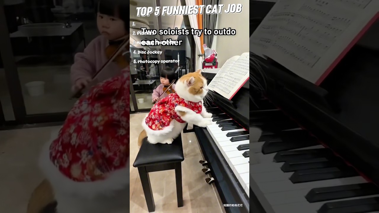 TOP 5 FUNNIEST CAT JOB😸 