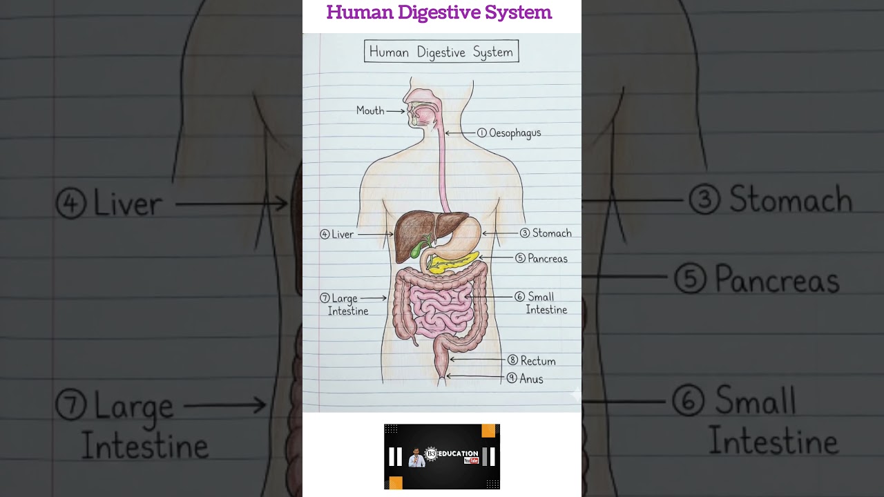 Human Digestive System 