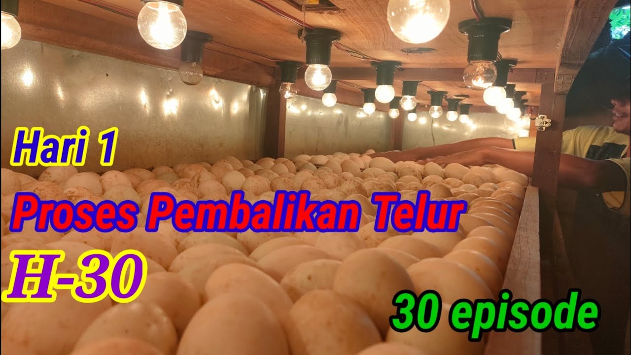 Proses Menetaskan Telur Hari 1#duck #inkubator #telur