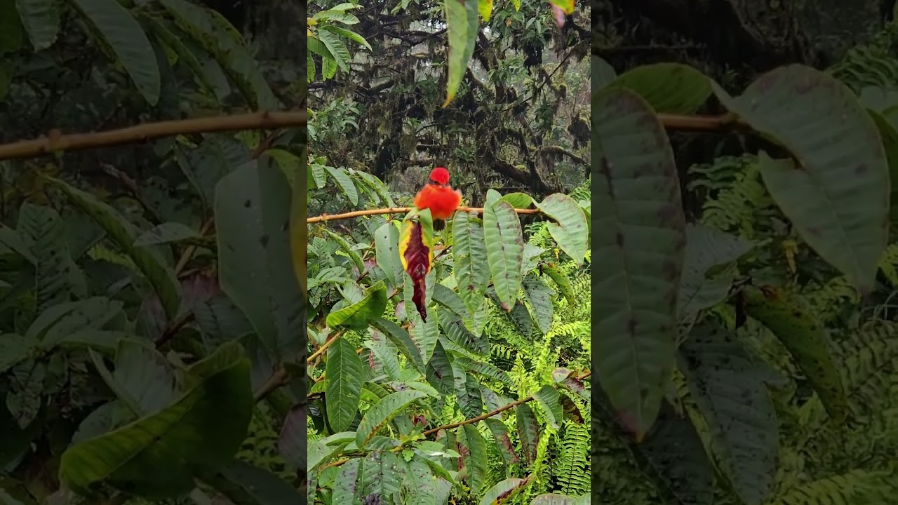 The Little Vermilion Flycatcher