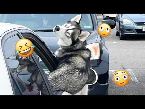 I dare you not to LAUGH at these FUNNY DOGS 😁🦮 - Best Funny Animals Videos 2025 #278