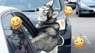 I dare you not to LAUGH at these FUNNY DOGS 😁🦮 - Best Funny Animals Videos 2025 #278