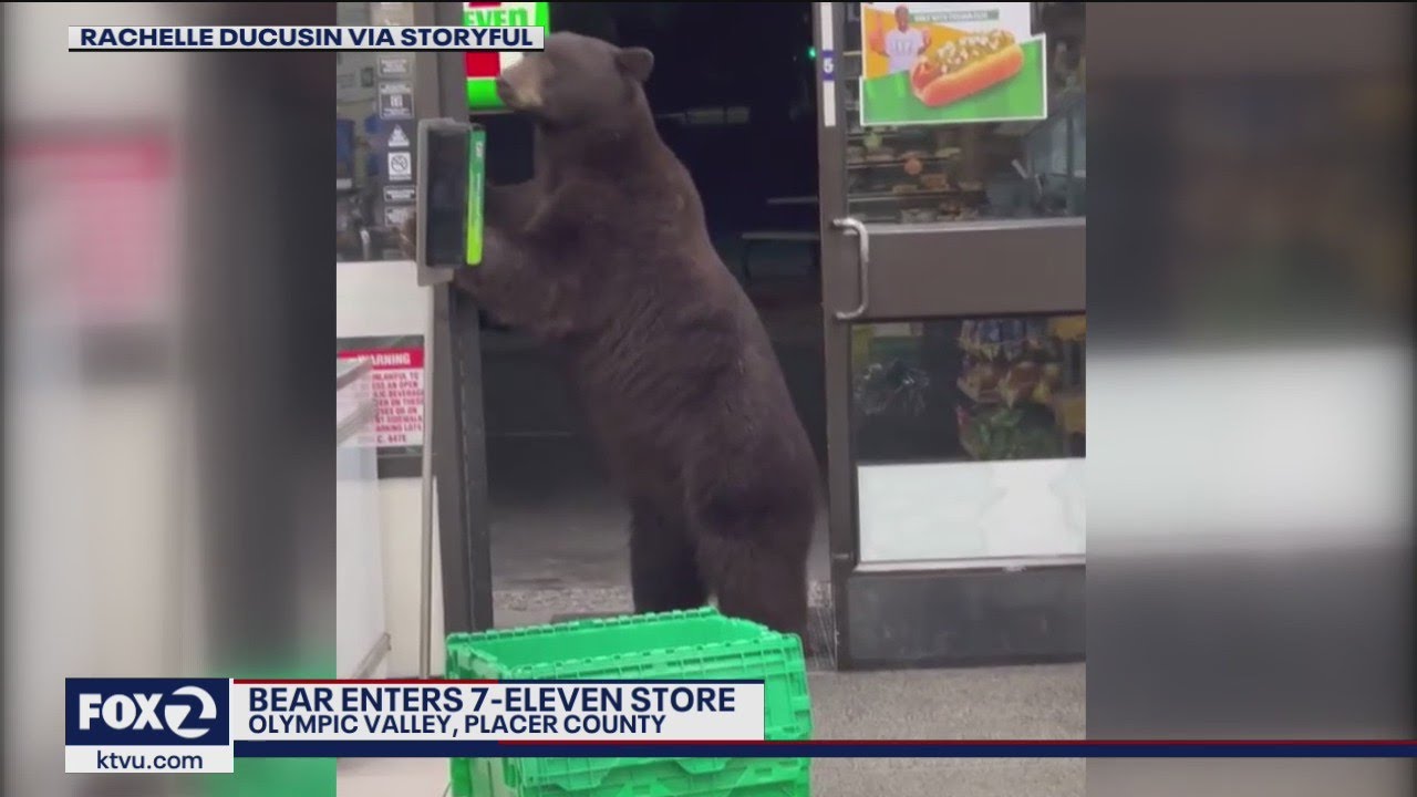 Bear enters 7-Eleven near Lake Tahoe, startling employee