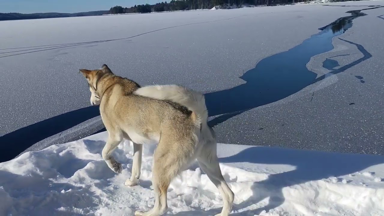lake Kipawa is freezing or is it?