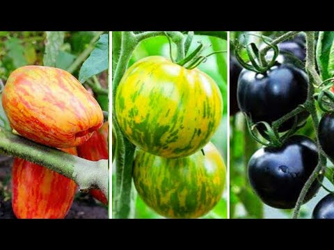 Vídeo: Variedades De Tomate Com Uma Cor Incomum - Maçã, Tigre, Veludo