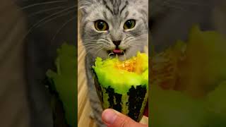 A cat that is never picky about its food #shorts #cat #cateating #pets