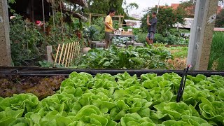 ใช้ชีวิตที่สวนผักในเมืองEp.45 น้ำพริกผักต้มหวานๆ Living in our urban garden in Bangkok.