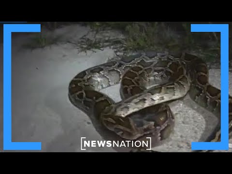 Video: EcoDogs sniff out Pythons Everglades