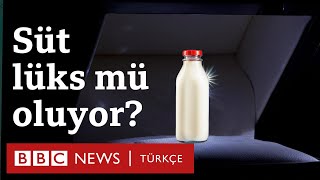 Süt neden pahalı? Süt, peynir, yoğurt lüks mü oluyor?
