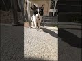 What do cats say to each other? (POV Greeting)