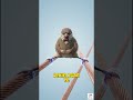 Chidiyon ko bijli ka jhatka kyon nahin lagata? | Why Don’t Birds Get Electrocuted?
