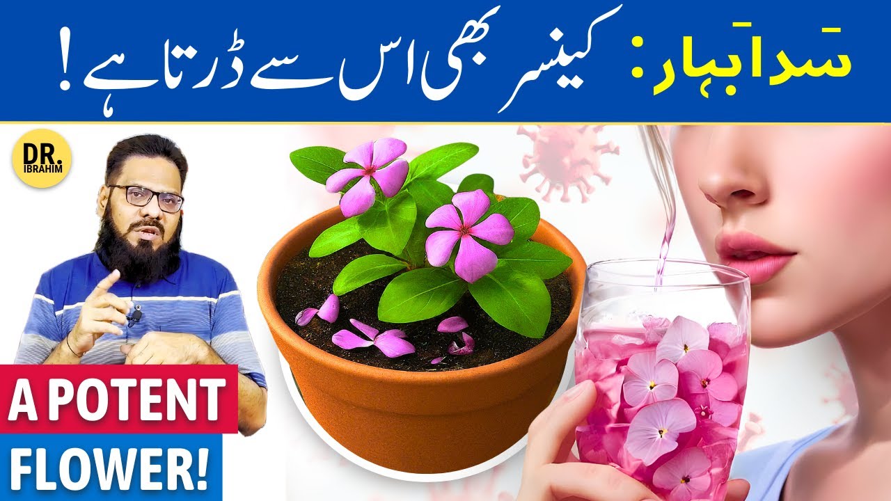 Sada Bahar Ke Fayde: Cancer & Diabetes Ka Ilaj? Periwinkle Benefits | Dr. Ibrahim