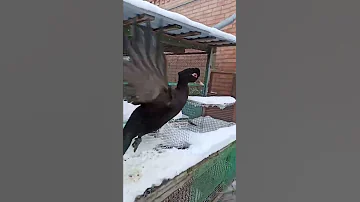 Изумрудная мускусная утка