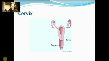 Tiếng Anh chuyên ngành buổi 5 - REPRODUCTIVE SYSTEM