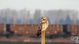My Favourite Things In My Wild Vancouver - Trains And Wildlife - A Beautiful Short Eared Owl
