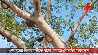 শেরপুরের ঝিনাইগাতীতে গারো পাহাড়ে মৌমাছির অভয়াশ্রম screenshot 4