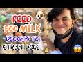 Feed 500 milk packets to street dogs  ranbir ke shorts