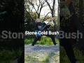 REDHOTCHILIPEPPERS/Stone Cold Bush弾いてみた！カメラマンのお父さんが大変そうでした笑カメラマンはお父さん！@Takuriku_PAPA