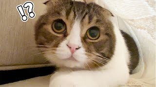 猫の秘密基地に突撃してみたらこうなりました…w