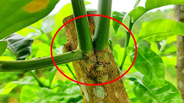 cách ghép bưởi cải tạo hiệu quả trên gốc bưởi già, ghép bưởi ruby thái lan | Làm Vườn TV