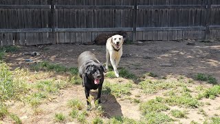 The Life With 3 Beautiful Labs Yellow Dad, Black Mom Chocolate Their Son, Dad Playing, They Loved😍
